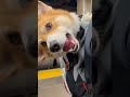 Gimme the snacc #dogbackpack #corgi #dogshorts