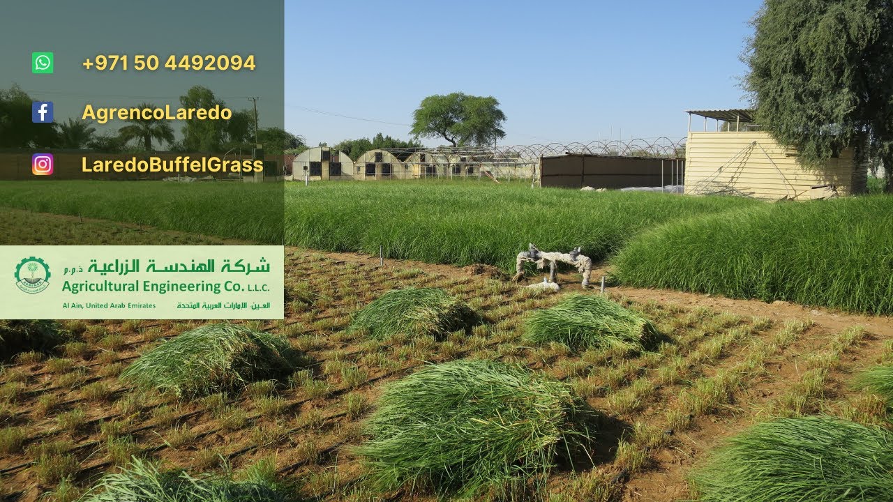 زراعة الأعلاف