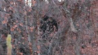 Another Bigfoot Sighting from Provo Canyon, Utah ENHANCED VERSION Bigfoot, Sasquatch, Utah, Provo