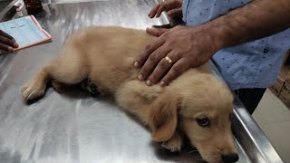 vaccination for groovy #goldenretrieverpuppy #vlogging