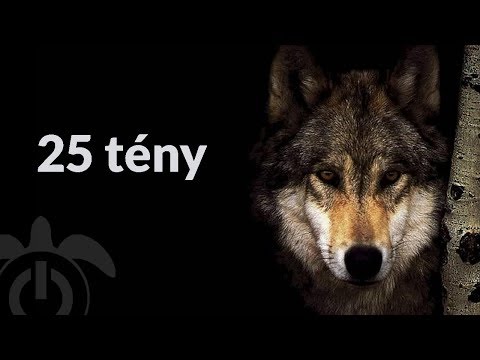 Videó: 8 érdekes Tény A Farkasokról