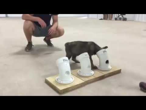 asi se entrenan los perros para la droga hqdefault