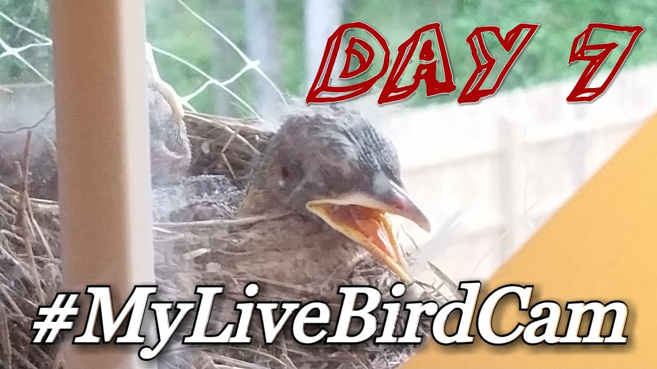 My Live Bird Cam w/ Babies Day 7 YouTube