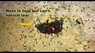 Tiny black ants attack giant beetle! Details
