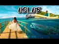 OSLOB CEBU | Giant Whale Shark Watching and Majestic Sumilon Island Sandbar