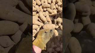 Life on the farm episode 49.