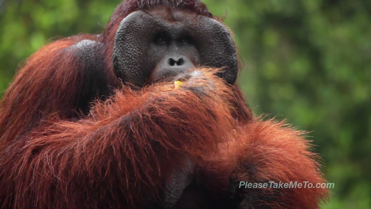 malaysia orangutan tour