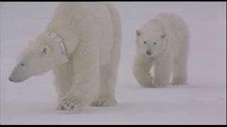 Threatened Species: The Polar Bear- largest land carnivore