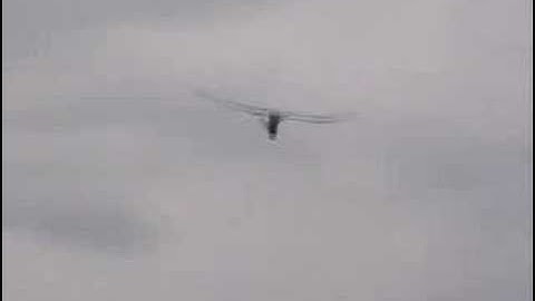 HobbyZone Firebird Scout