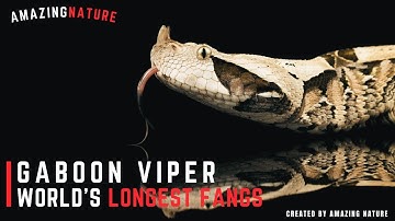 Gaboon Viper - World’s Longest Fangs | AmazingNature