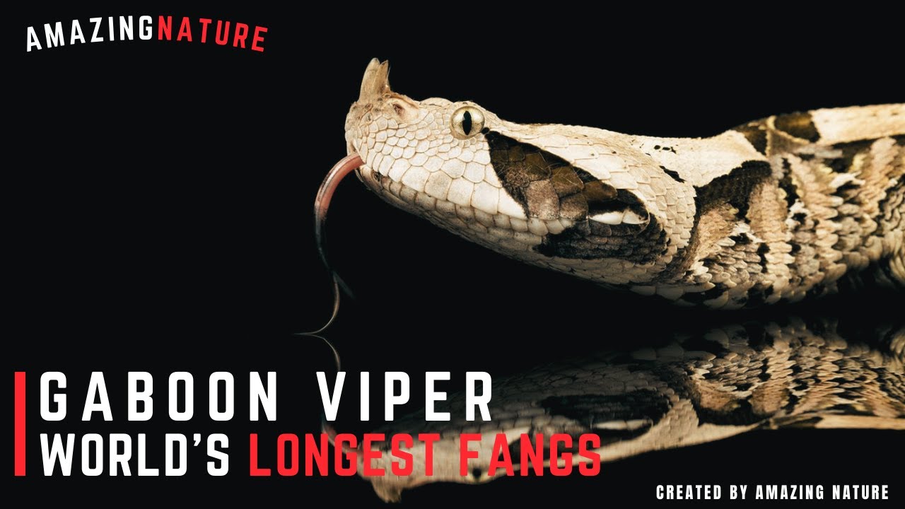 Gaboon Viper World s Longest Fangs AmazingNature YouTube Gaboon Viper World s Longest Fangs AmazingNature YouTube