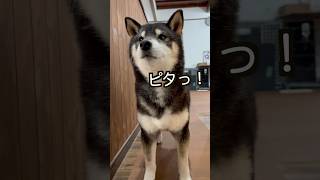 【柴犬】今日はいい事あるぞ😁 #shiba #柴犬 #黒柴