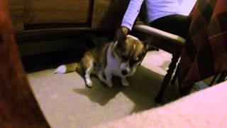 Bad lighting video of Broading but pet by mommy (part 2)