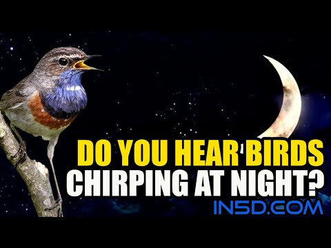 Do You Hear Birds Chirping At Night? | in5d.com
