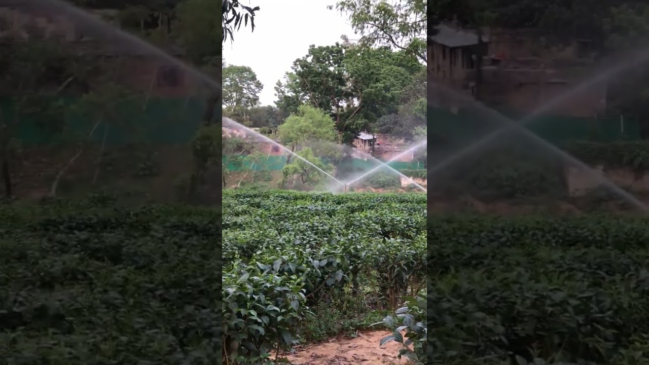 Irrigation Process of tea estate 😯Water Supply to tea tree | Tea tree enjoying water supply 