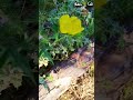 نوبه بلي 