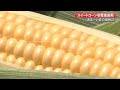 生で食べても甘い！夏の味覚「スイートコーン」の収穫　美味しいコーンの見分け方伝授【高知】 (21/06/23 19:00)