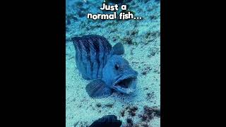 Never Mess with this Fish 🐟…