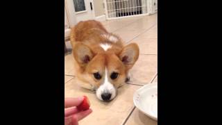 Ralph the Corgi Meets A Strawberry