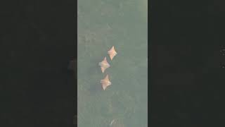 Trio of cownose rays spotted in Hernando Beach