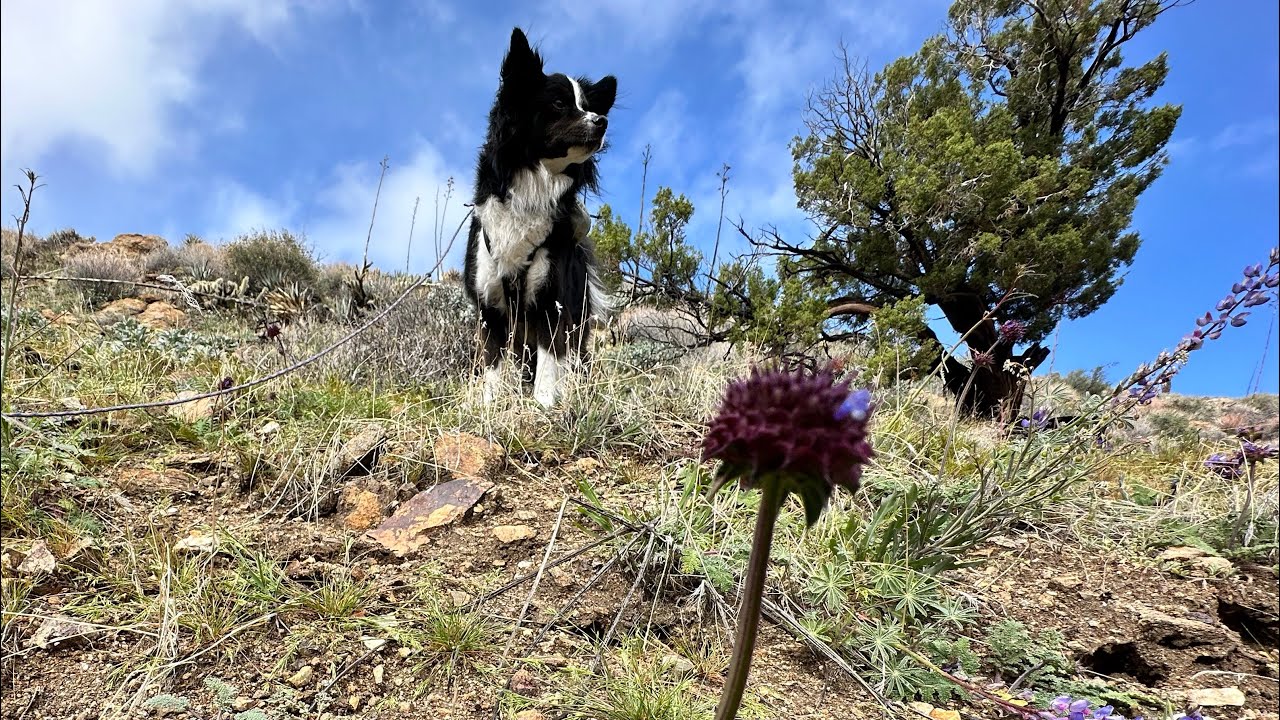 Pacific Crest Trail- Scissors Crossing to 3rd Gate