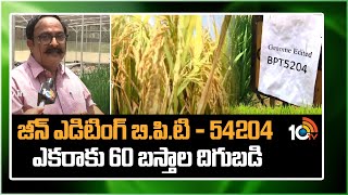 జీన్ ఎడిటింగ్ బి.పి.టి - 54204 ఎకరాకు 60 బస్తాల దిగుబడి | Jean Editing BPT 54204 | Matti Manishi