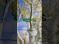 BIRCHES: Awakenings, Reveries &amp; The Ephemeral passages | Poem No. 2