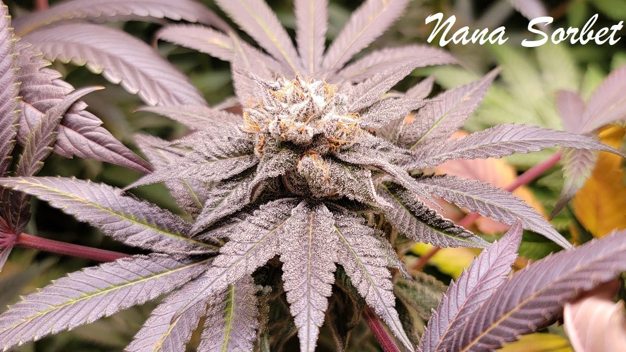 Organic Indoor Cannabis LED Grow | Day 56 Flower Week 8 (Documentary)