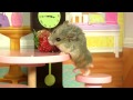 Tiny Dwarf Hamster in a Tiny Mansion