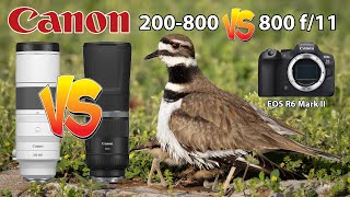 Canon RF 200800 Vs RF 800 f/11 Bird Photography using the EOS R6 Mark II