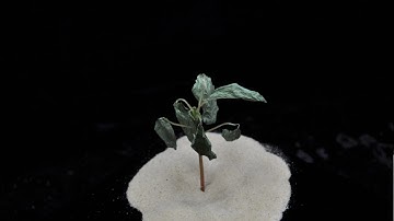 4X time glufosinate 1 x rate on Palmer Amaranth  angle 3