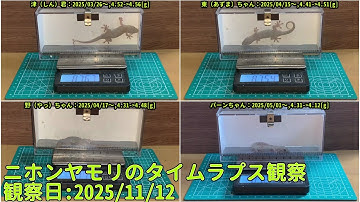 【Memorandum】 2025年11月12日 RPi-Cam-Web-Interfaceを用いたニホンヤモリのTimelapse観察