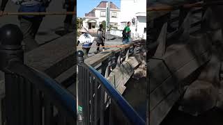 Boat Driver Hops On and Off during a Canal Crossing