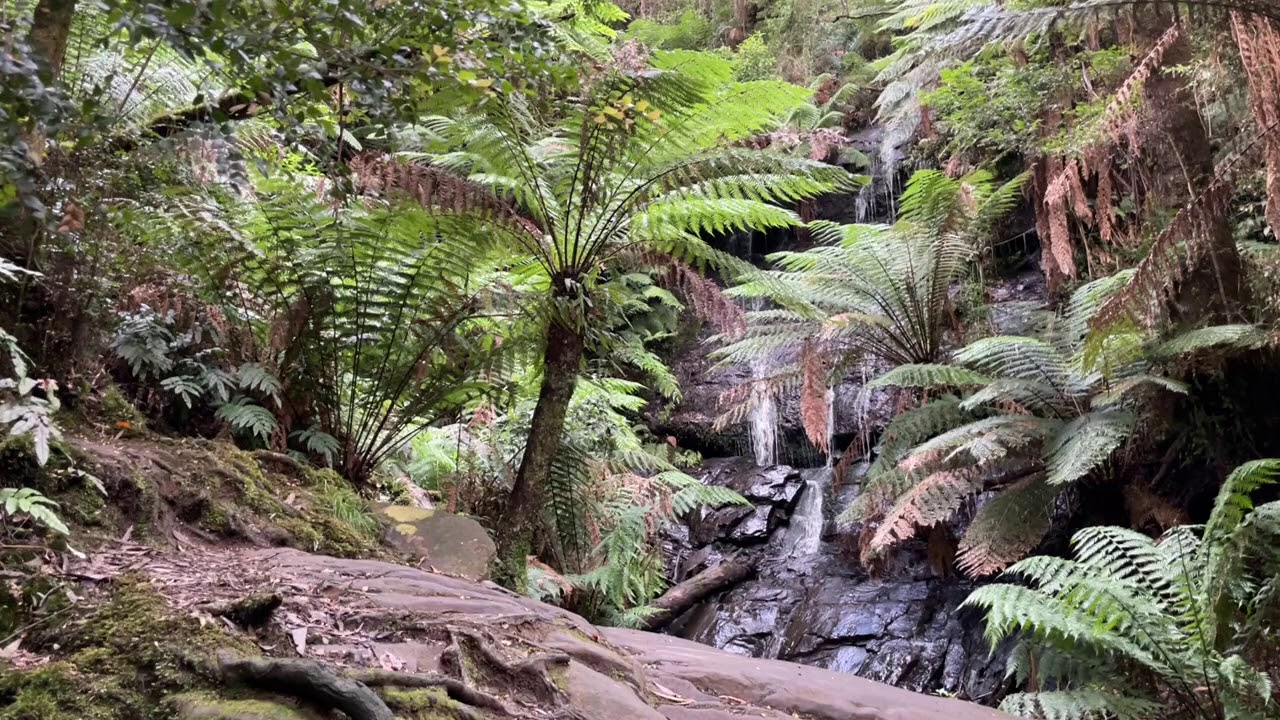 Cyathea Falls - Tarra-Bulga National Park - Sleep Music - Waterfall Sound - Relaxing