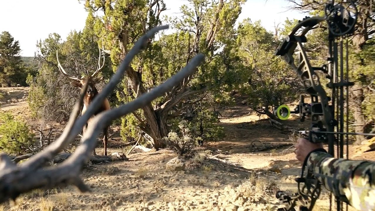 Bowhunting New Mexico Elk Willi and Chris are back at a favorite elk