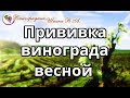 Прививка винограда весной