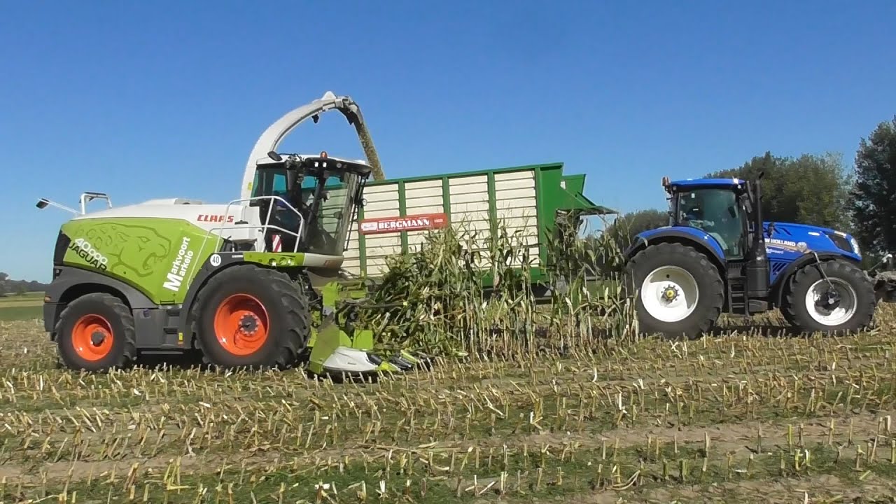 Chopping corn with Jaguar 40000