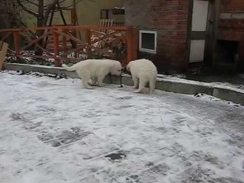 Щенки куваса на прогулке