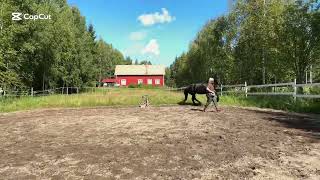 Our sixth jumping lesson. Which horse do you like best