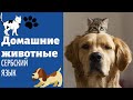 Домашние животные || Уроки сербского языка