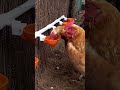 How To Make DIY Chicken Watering System On Pipe Lil Clucker Large Automatic Poultry Waterer Cups mp3