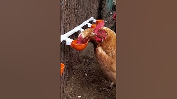How to Make DIY Chicken Watering System on Pipe - Lil