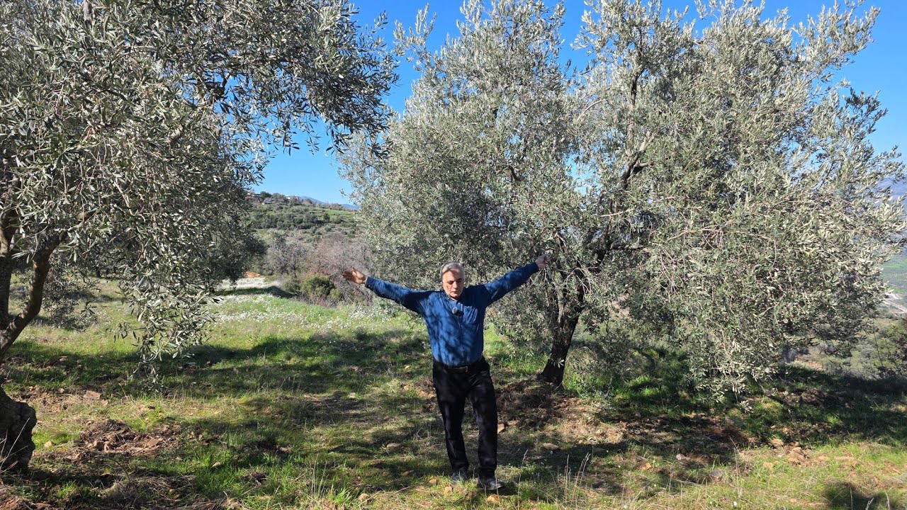 AYDIN'DA SATILIK 6800 MK ZEYTİNLİK ASFALT YOLA CEPHE 230 ADET AĞAÇ VAR MASRAFSIZ HER SENE HASAT !