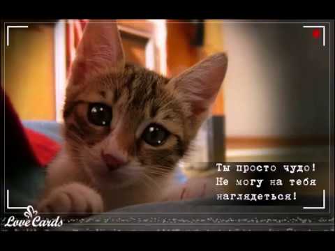 Спасибо поздравления, открытка вы просто чудо