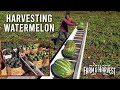 How watermelons are harvested    md fh