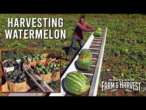 How Watermelons are