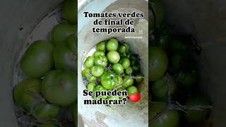 Cómo madurar TOMATES verdes? 🍅🍅🍅 | Se pueden madurar los tomates verdes?