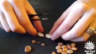 Grow - at - Home Garden: Seed Dissection