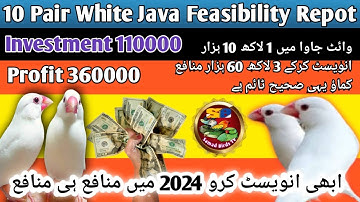 White Java Feasibility Report | Java Sparrow 10 Pair Feasibility Report | White Java Business Plan