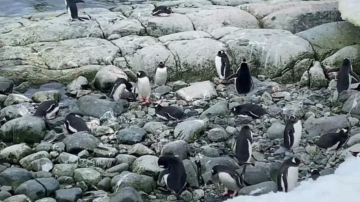 Gentoo penguins #antarctica #cruiseship #ships #penguin #gentoo #travel #wildlife #adventure